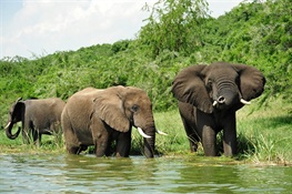 Conservationists Praise New EU Report on African Wildlife Conservation Strategy